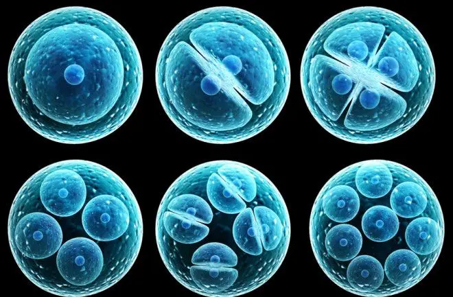 two different image of a cell